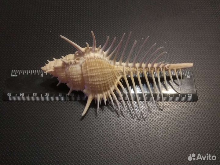 Ракушки Мурекс Пектен и Трапа