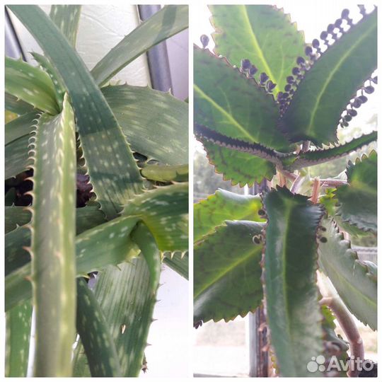 Каланхоэ,алоэ-вера