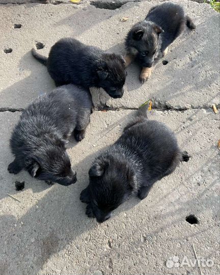 Щенки немецкой овчарки