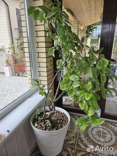 Лимон плодоносящий