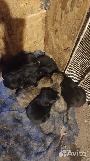 Щенки