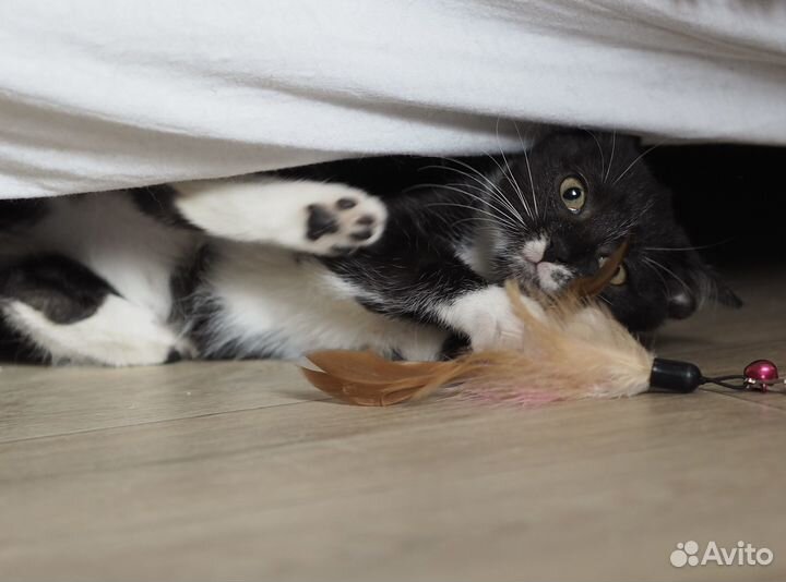 Красивый котенок девочка