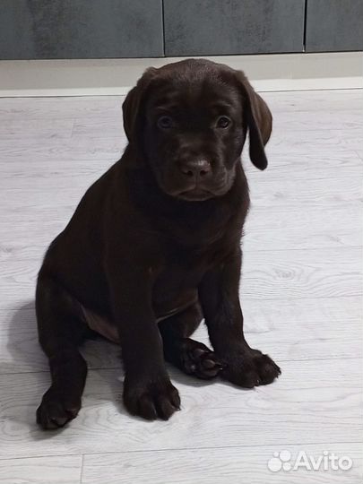 Щенки лабрадора шоколадные