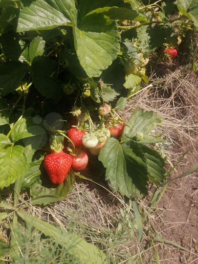 Дом 90 м² на участке 13 сот.