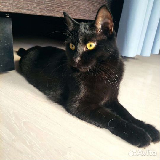 Кошечка Викки в поисках дома