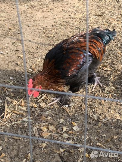 Петух молодой Моран