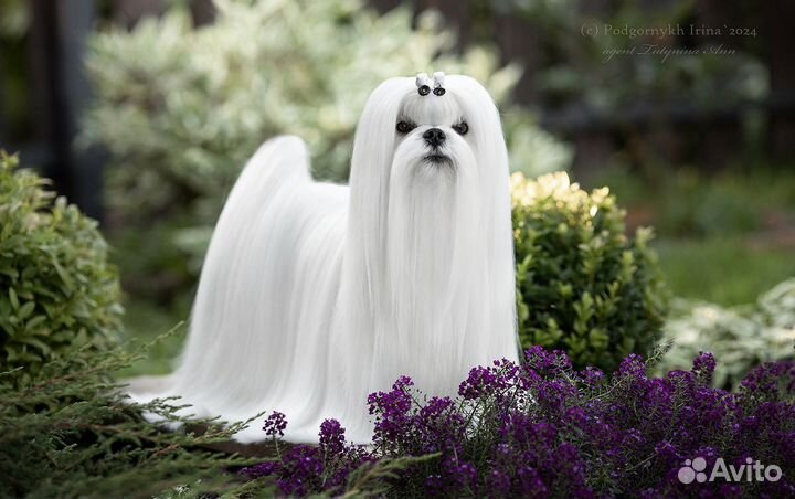 Мальтезе беби фейс