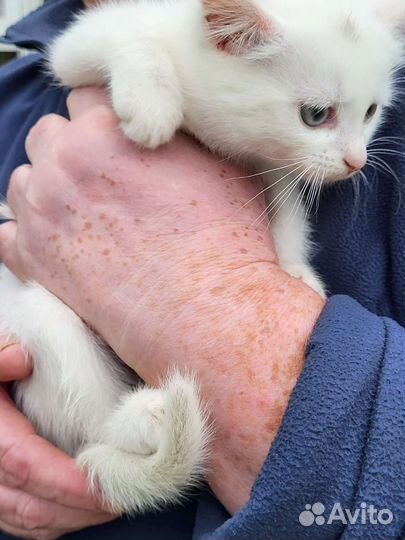 Маленькая кошечка