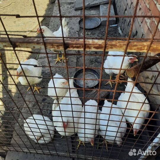 Курица домашняя из деревни