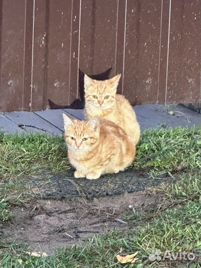 Отдам в добрые руки