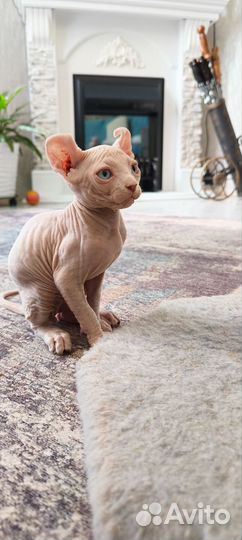 Котята сфинкс эльф