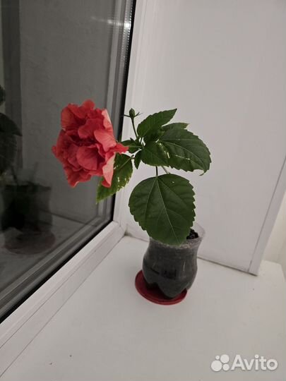 Гибискус комнатный махровый