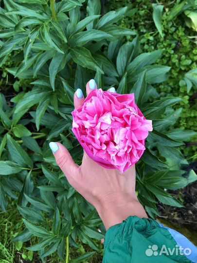 Пионы разные сорта