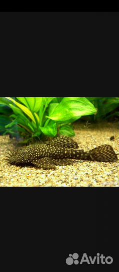 Сомики анциструсы