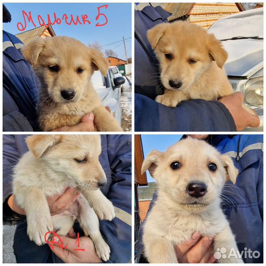 Очаровательные и очень умные щенки