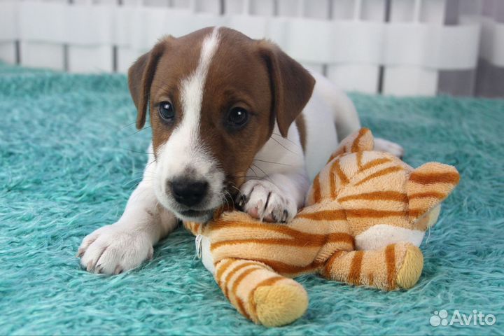 Джек Рассел терьер