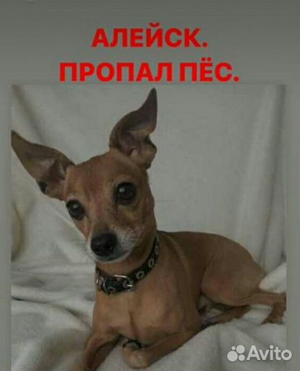Потерялась собака