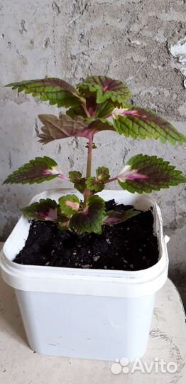 Комнатные цветы