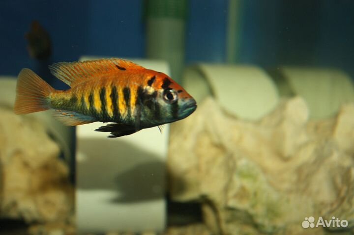 Цихлиды Африки и Америки