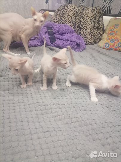Донской сфинкс котята