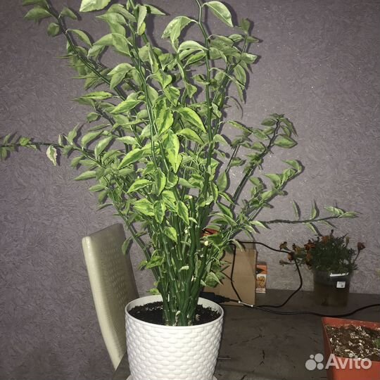 Продам цветы комнатные