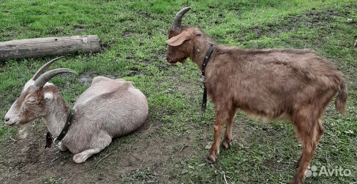 Козочки и козлики