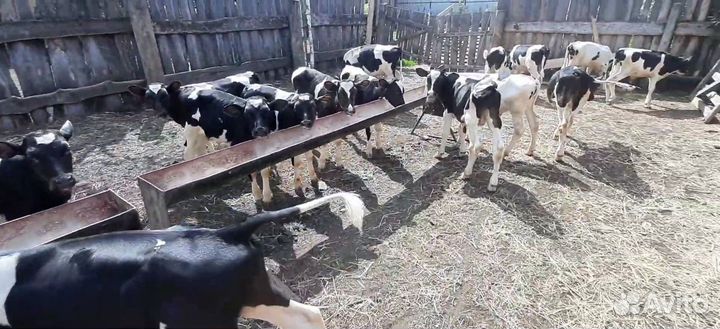 Телята бычки