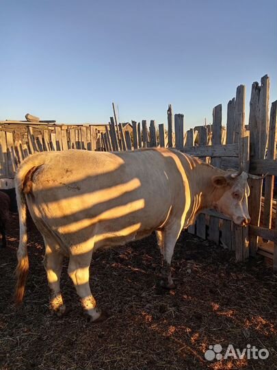 Коровы дойные молочные