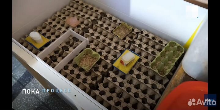 Инкубатор для насекомых сверчков