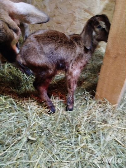 Англо нубийский козлик %