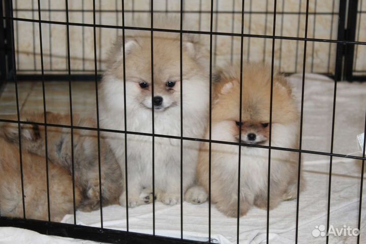 Померанский шпиц