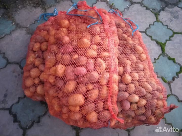 Семенной картофель