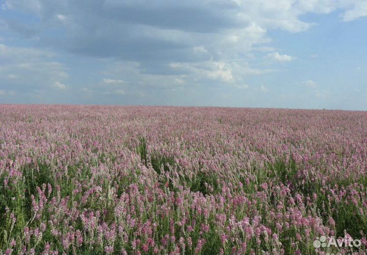 Семена эспарцета сорт,Закавказкий