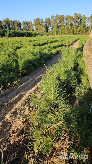 Сеянцы сосны обыкновенной окс