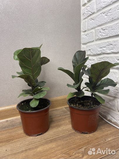 Фикус лирата бамбино комнатные цветы