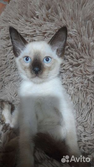 Тайские котята