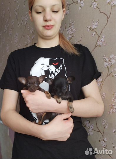 Мини той-терьер щенки