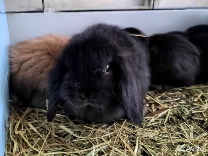 Кролик минилоп minilop