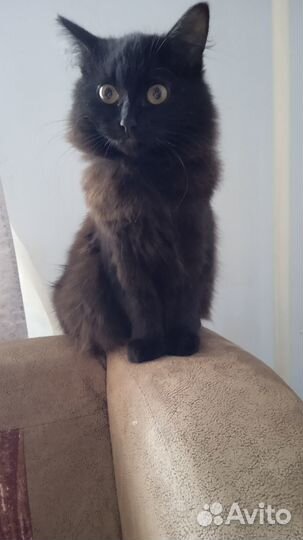 Отдам котëнка. Возраст: 3,5 месяца