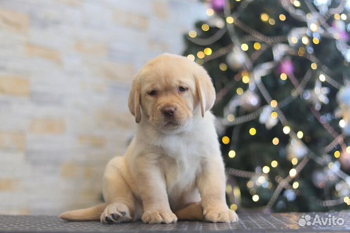 Щенки лабрадора РКФ