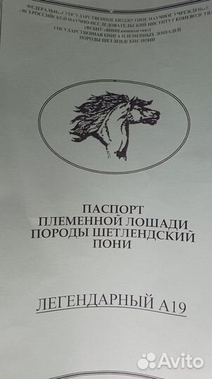 Шетлендский пони с паспортом на случку