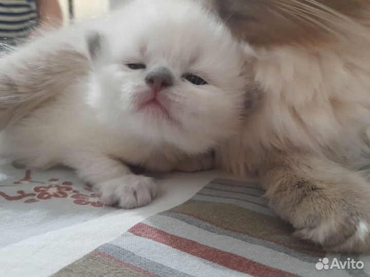 Невская маскарадная