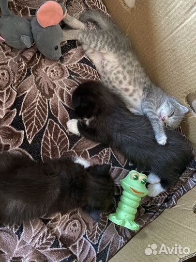 Вислоухие котята в добрые руки