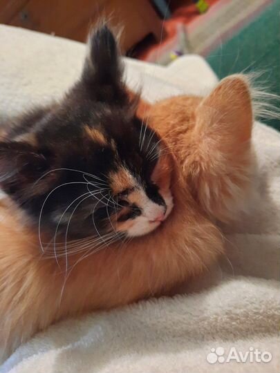 Кошка в дар