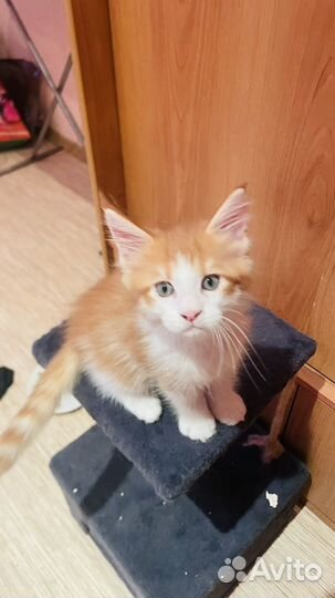 Котенок мейн-кун