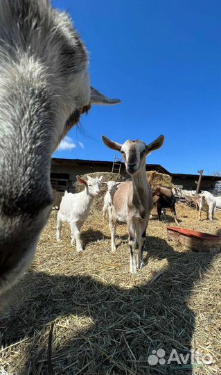 Коза альпийская нубийская
