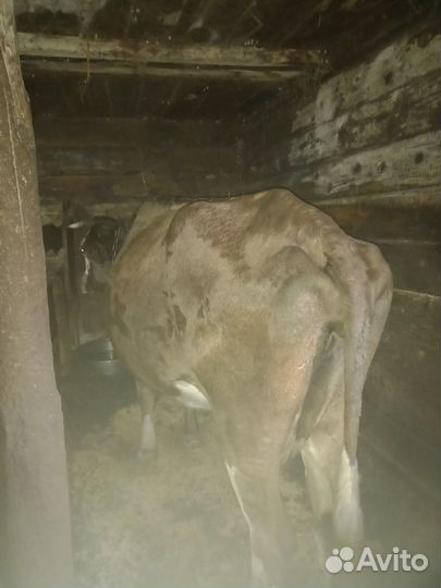 Продам корову дойную