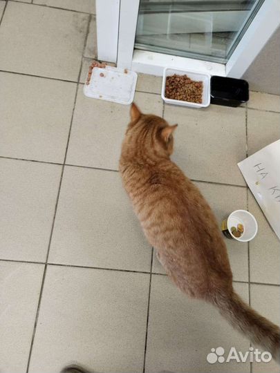 Рыжий в беде