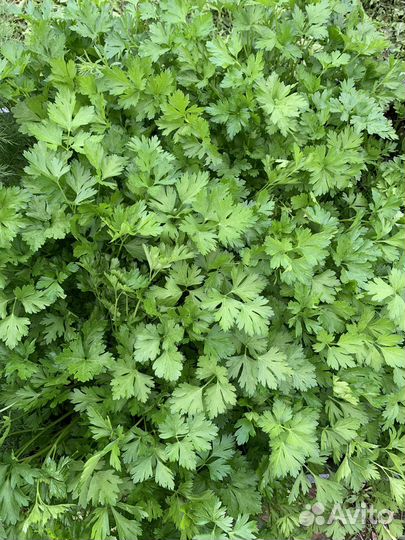 Свежая зелень