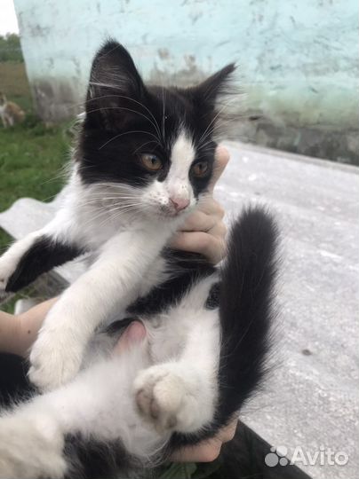 Котенок в добрые руки